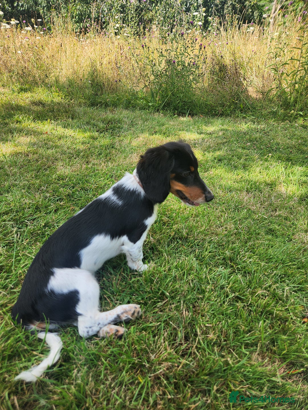 Dachshund dogs for sale: 2 White/Black/Tan long-haired dachshund puppies - Image 17