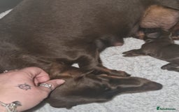 Miniature Dachshund dogs for sale: PRA CLEAR MINIATURE DACHSHUND MALE - Image 8