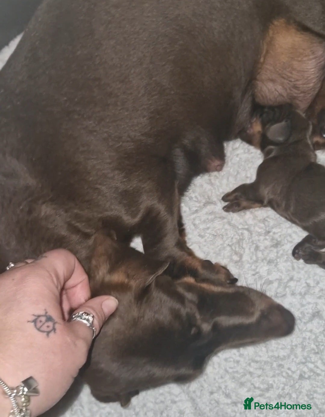 Miniature Dachshund dogs for sale: PRA CLEAR MINIATURE DACHSHUND MALE - Image 8