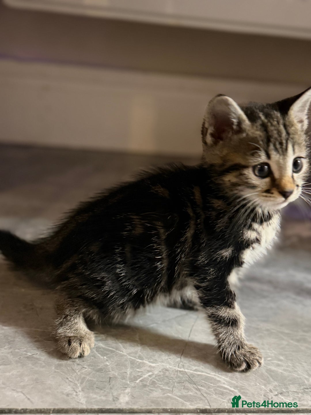 Bengal cats for sale: Adorable kittens for loving homes - Advert 15