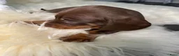 Miniature Dachshund dogs for sale: 3 Beautiful Miniature Dachshunds puppys - Advert 14