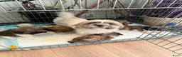 Shih Tzu dogs for sale: Smallest shih tzu - Advert 1