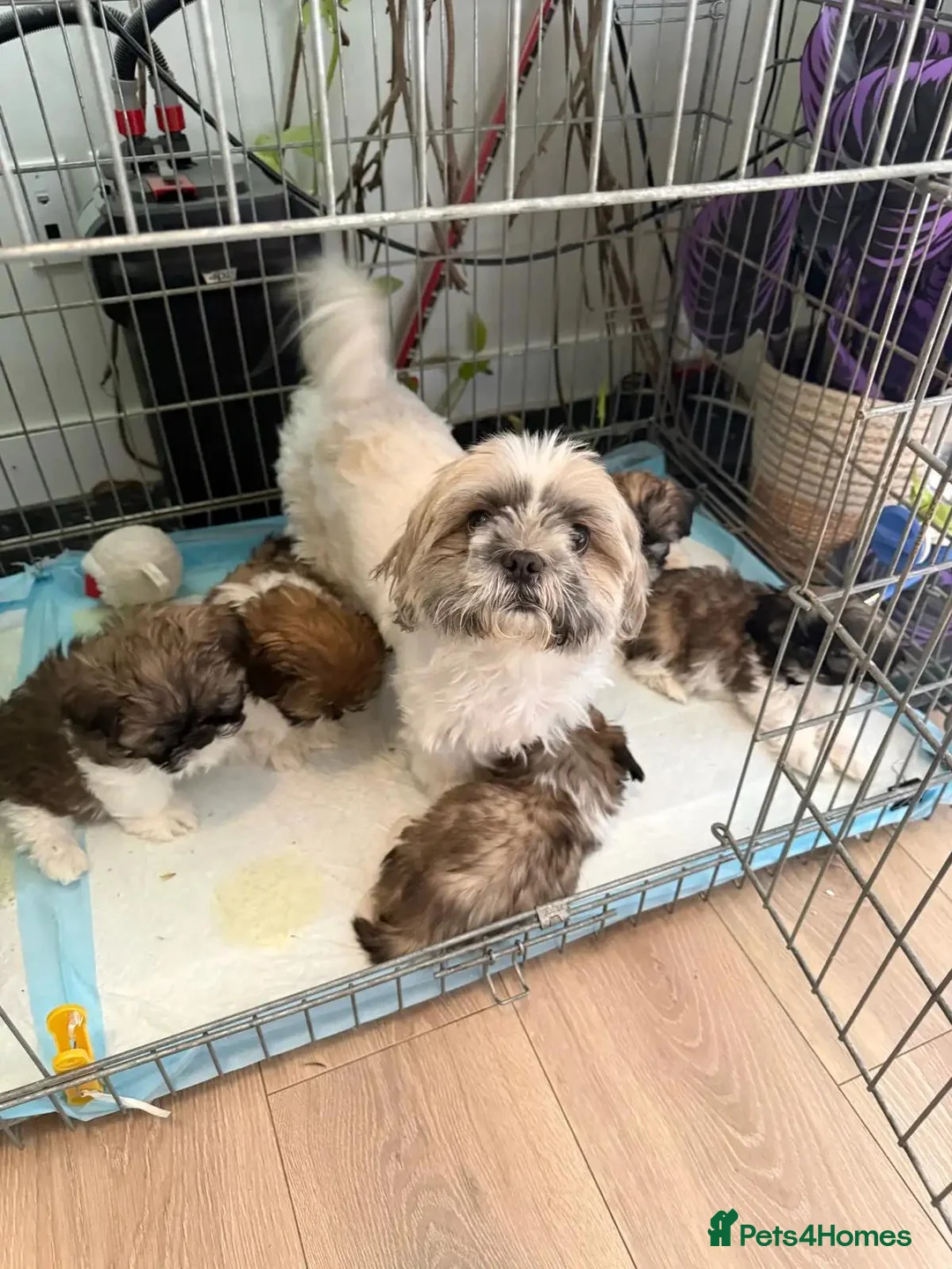 Shih Tzu dogs for sale: Smallest shih tzu - Advert 1