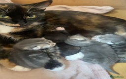Mixed Breed cats for sale: Mixed bread kittens  - Image 1