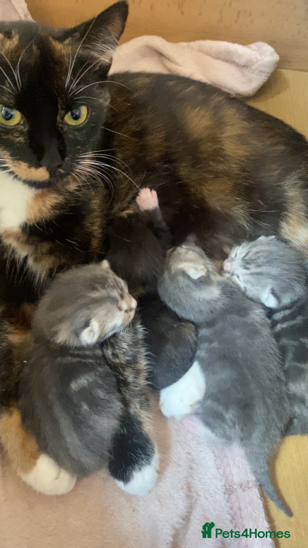 Mixed Breed cats for sale: Mixed bread kittens  - Image 1