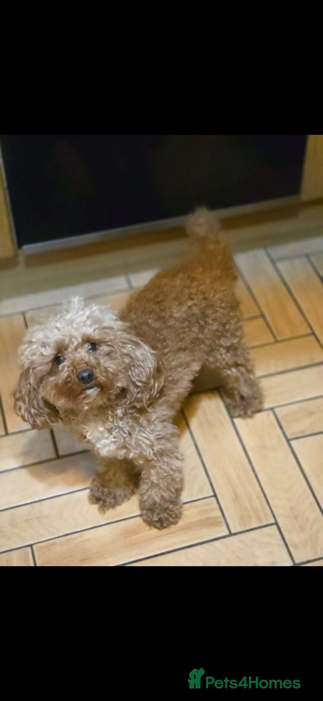 Toy Poodle dogs for sale: Excellent toy poodles! Fox red!  - Advert 1