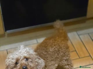 Toy Poodle dogs Excellent toy poodles! Fox red! - Advert 6
