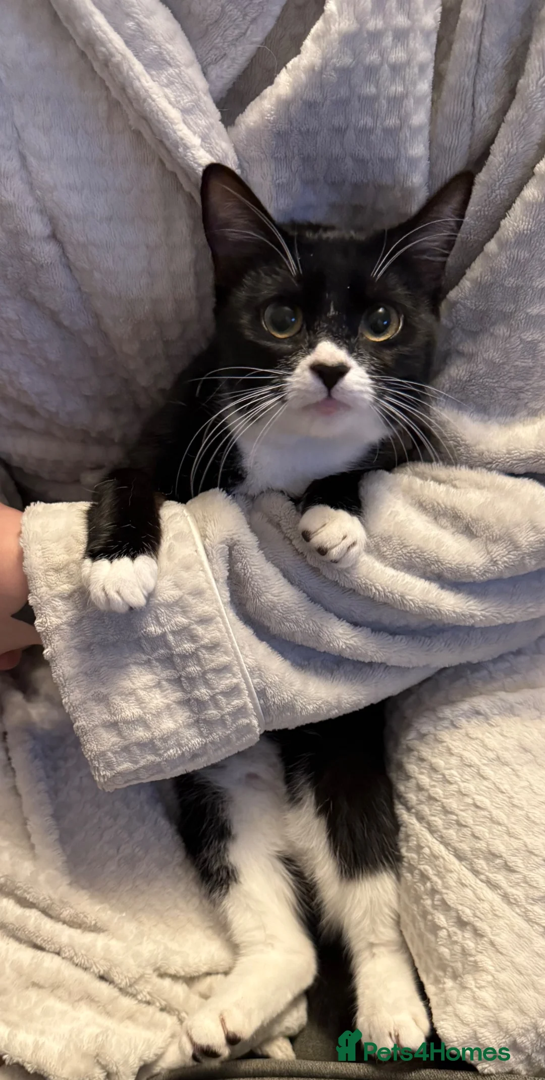 Mixed Breed cats for sale: 6 month old cats ready for new home in Runcorn - Advert 1