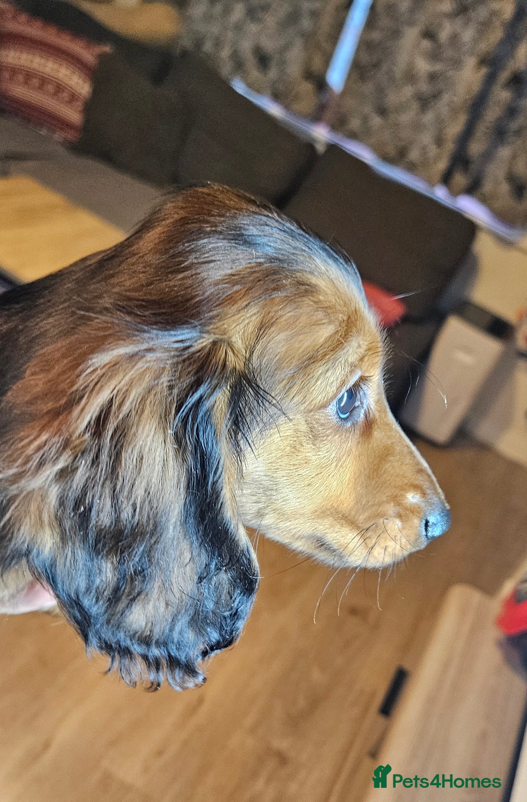 Miniature Dachshund dogs for sale: Ready now 🩵🩵🩵🩷 - Advert 23