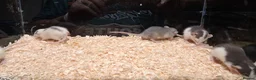 Rat rodents for sale: Baby Dumbo rats, natural, Rex , Nakeds - Advert 2