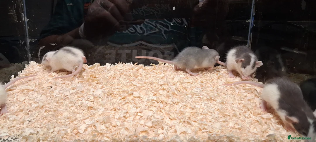Rat rodents for sale: Baby Dumbo rats, natural, Rex , Nakeds - Advert 2