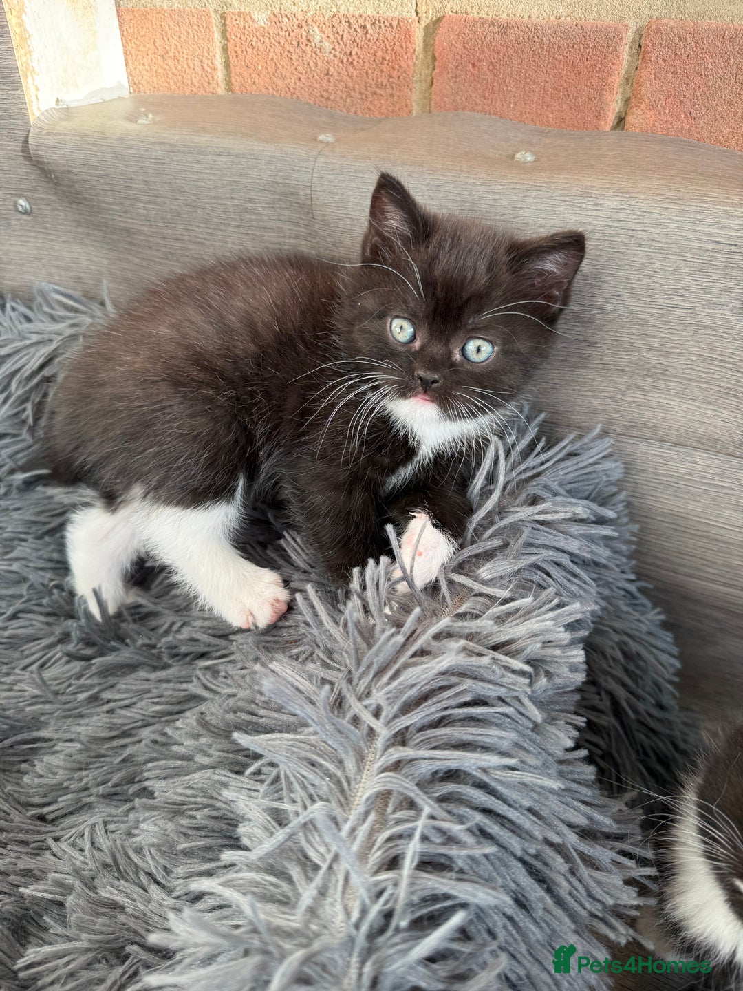 Mixed Breed cats for sale: 5 Beautiful kittens for sale  - Advert 15