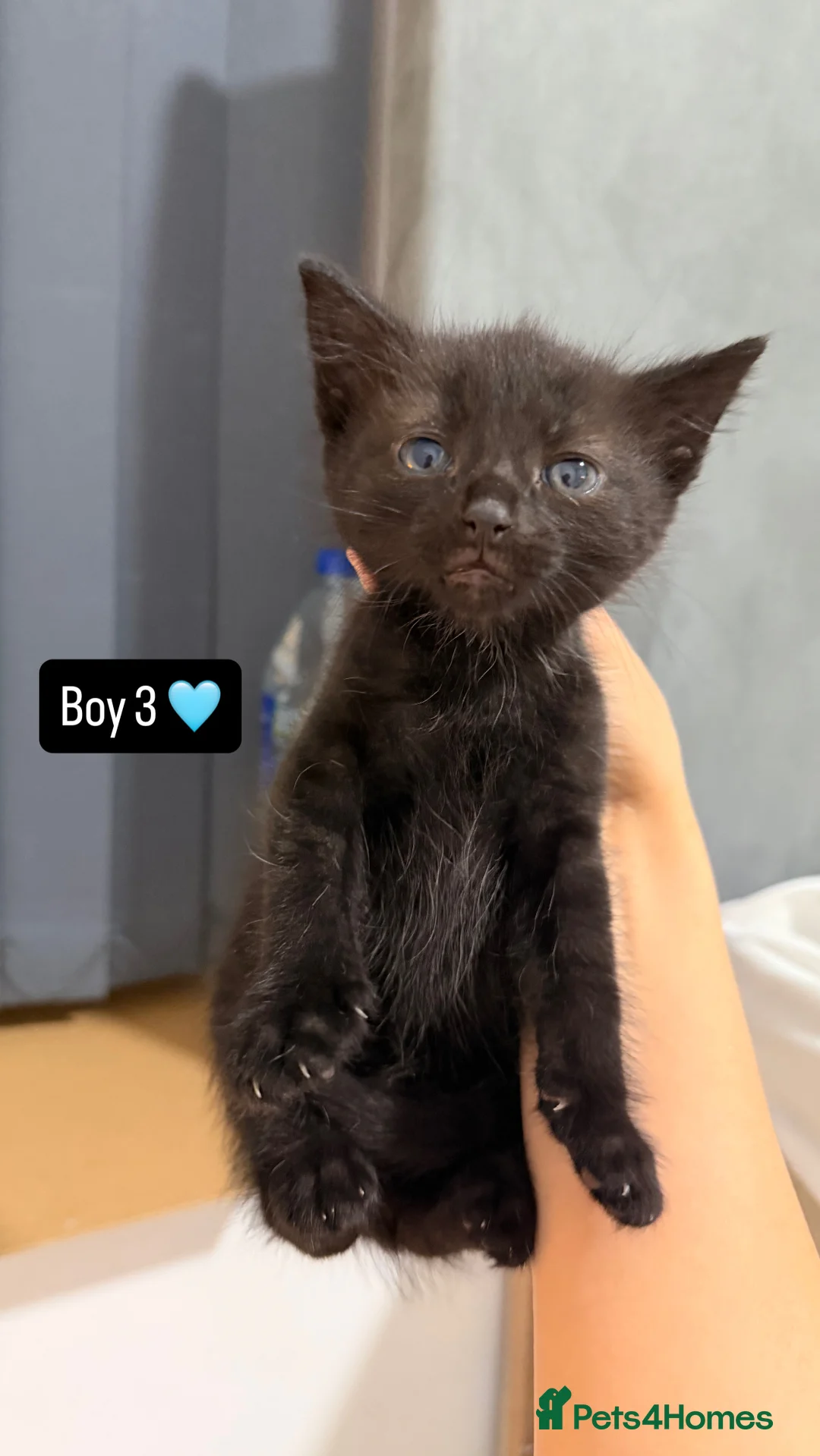 Mixed Breed cats for sale: Baby kittens  - Advert 3