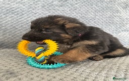 German Shepherd dogs for sale: K/C Registered German Shepherd Puppies  - Image 24