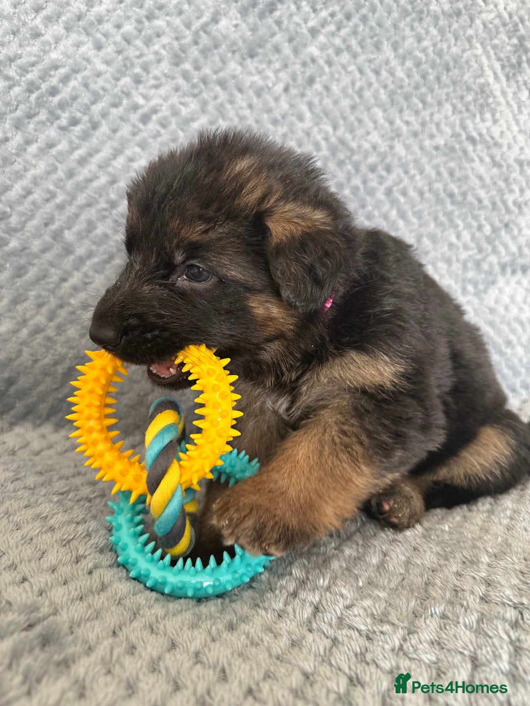 German Shepherd dogs for sale: K/C Registered German Shepherd Puppies  - Image 24