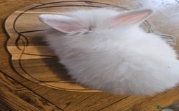 Mini Lion Lop rabbits for sale: Lion lops  - Image 5