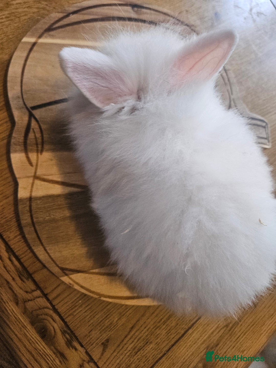 Mini Lion Lop rabbits for sale: Lion lops  - Image 5