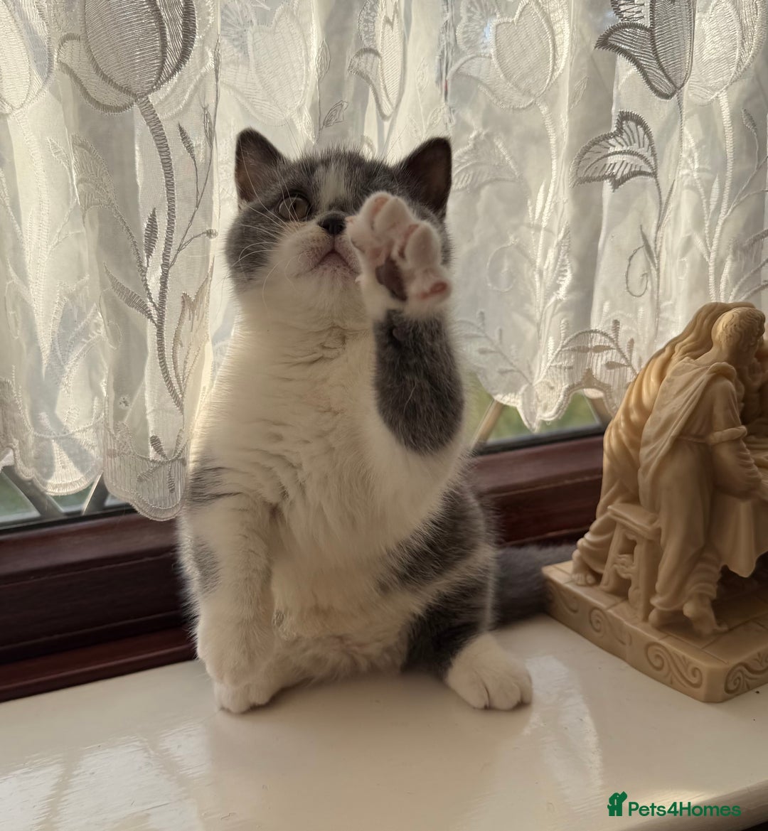 British Shorthair cats for sale: British Shorthair kittens  - Advert 3