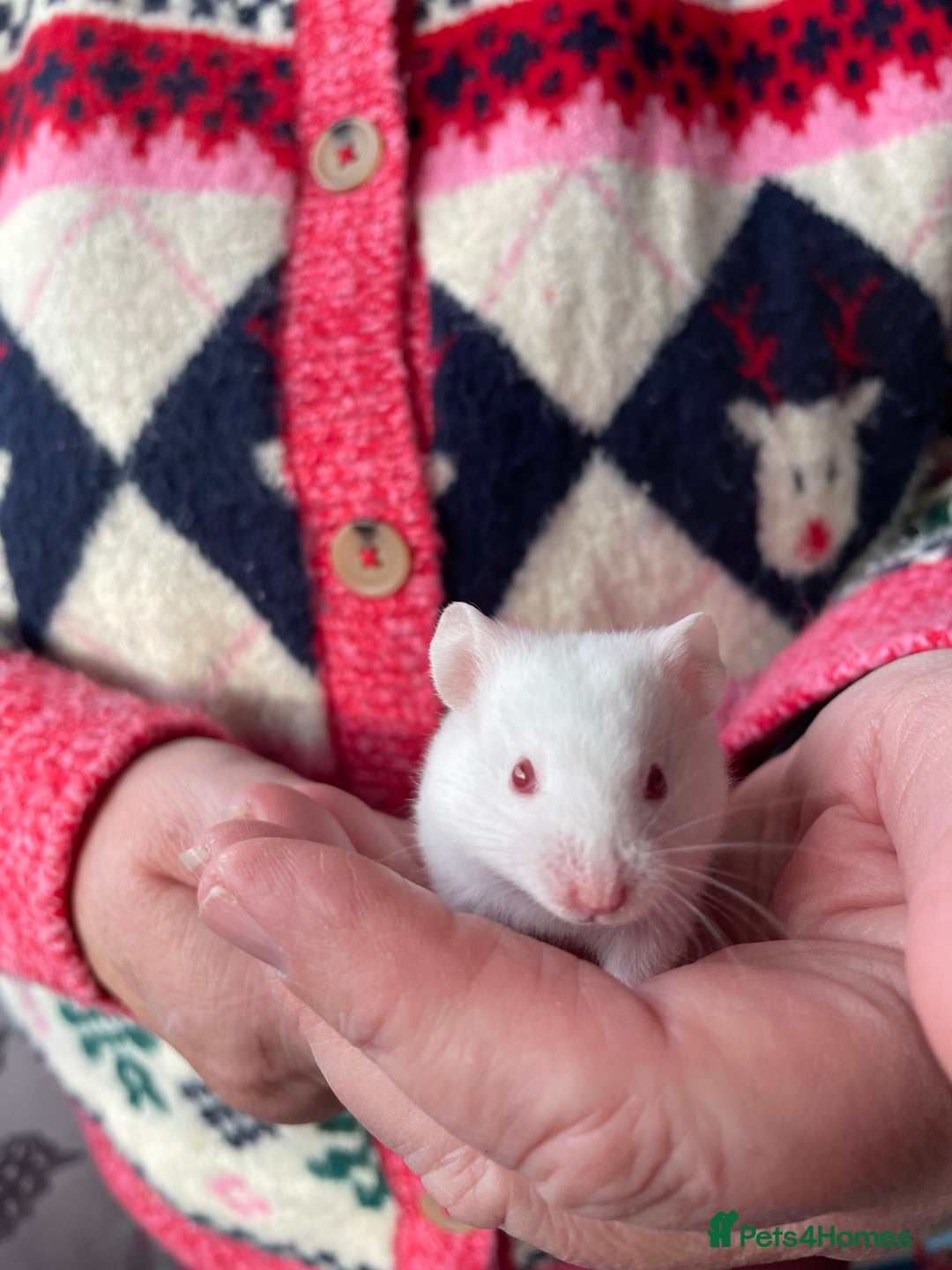 Hamster rodents for sale: Baby female Syrian hamsters from show stock  - Advert 5