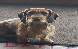 Dachshund dogs for sale: Stunning Dachshunds  - Image 14