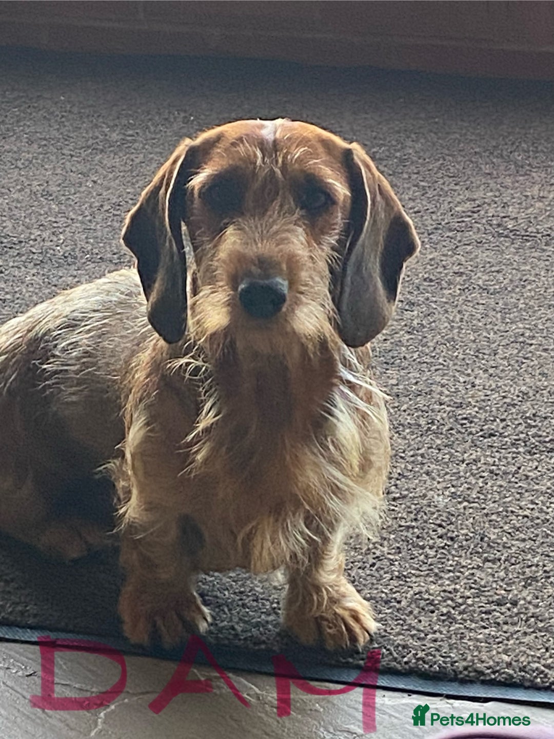 Dachshund dogs for sale: Stunning Dachshunds  - Image 14