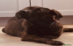 Mixed Breed dogs for sale: Puppy enzo  - Image 7