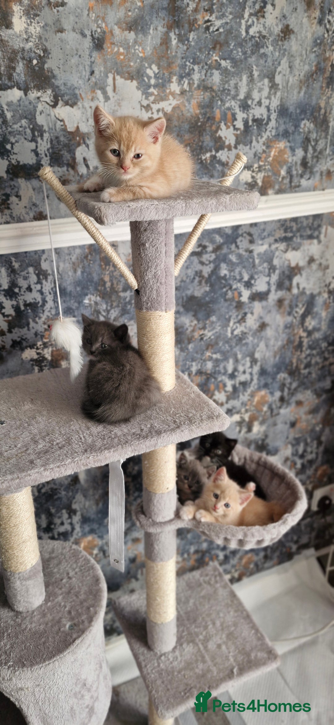 Persian cats for sale: Persian mixed breed  - Image 11