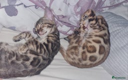 Bengal cats for sale: TICA Registered Pedigree Brown Bengal Kittens - Image 12
