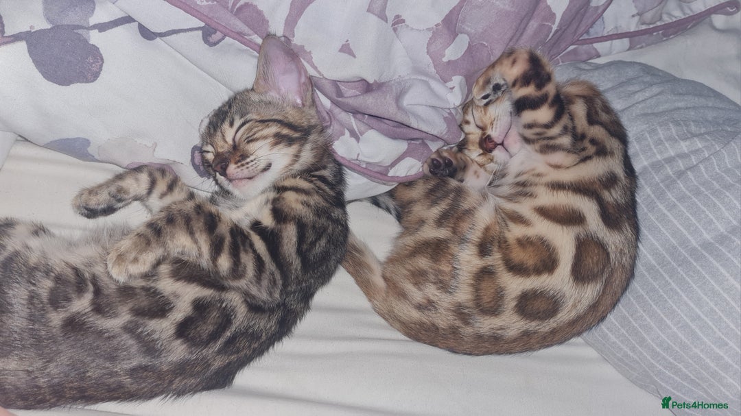 Bengal cats for sale: TICA Registered Pedigree Brown Bengal Kittens - Image 12