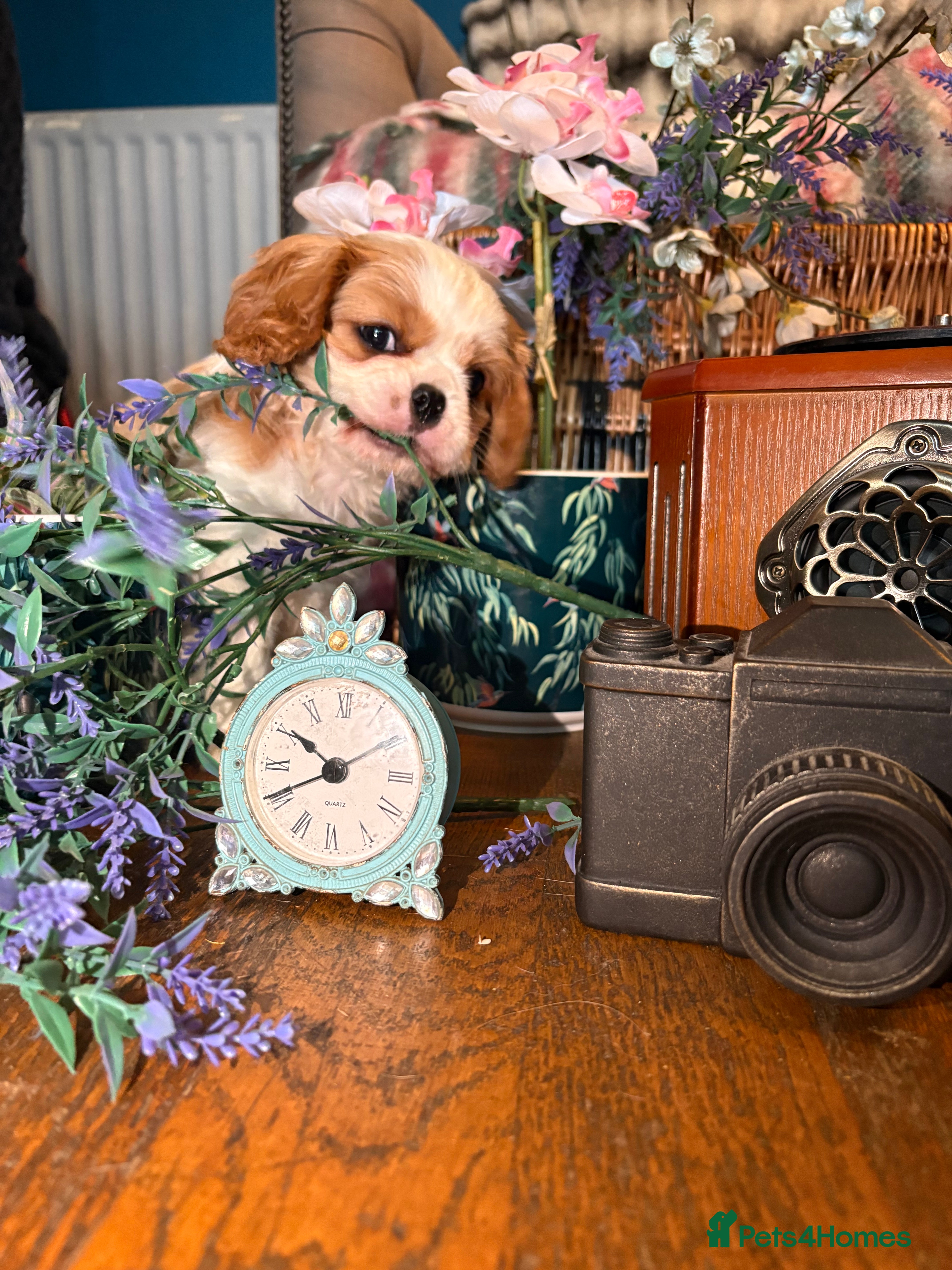 Cavalier King Charles Spaniel dogs KC PEDIGREE CAVALIER KING CHARLES - Advert 2