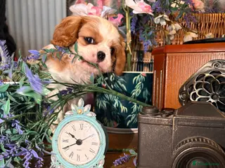 Cavalier King Charles Spaniel dogs KC PEDIGREE CAVALIER KING CHARLES - Advert 2