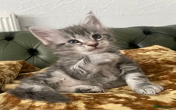 Maine Coon cats for sale: Mainecoon kittens Polydactyl/non polydactyl  - Image 2