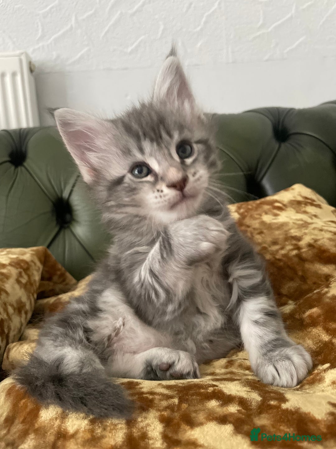 Maine Coon cats for sale: Mainecoon kittens Polydactyl/non polydactyl  - Image 2