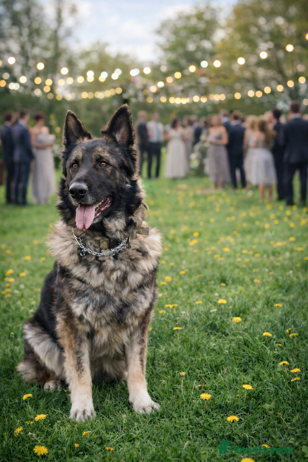 German Shepherd dogs Straight Back Long Hair GSD – Female - Advert 5