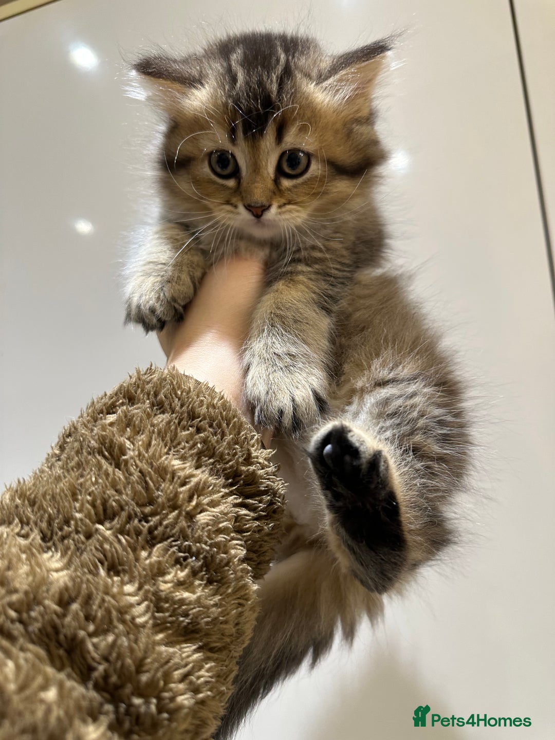 Scottish Fold cats for sale: Stunning Scottish fold kittens are ready - Advert 12