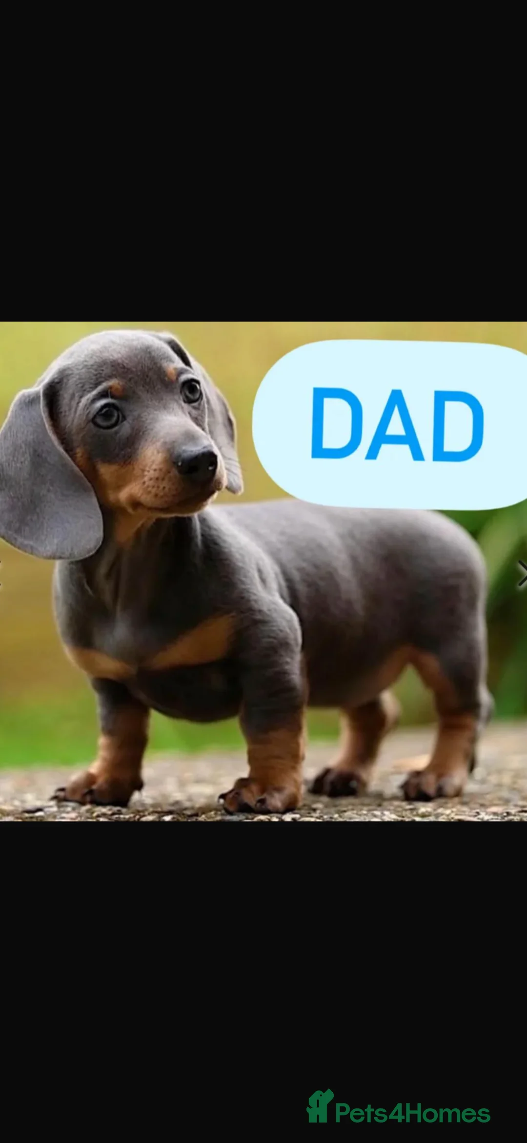 Miniature Dachshund dogs for sale: Mini dachshund puppy’s  - Advert 5