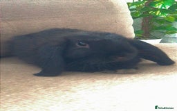 Mixed Breed rabbits for sale: 2 male rabbits  - Image 2