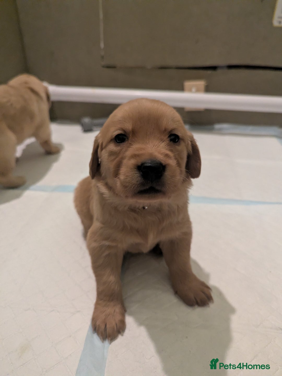 Golden Retriever dogs for sale: KC Registered Golden Retriever Puppies  - Advert 31