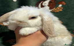 Mini Lop rabbits for sale: Beautiful True to Type Baby Mini Lops  - Image 7