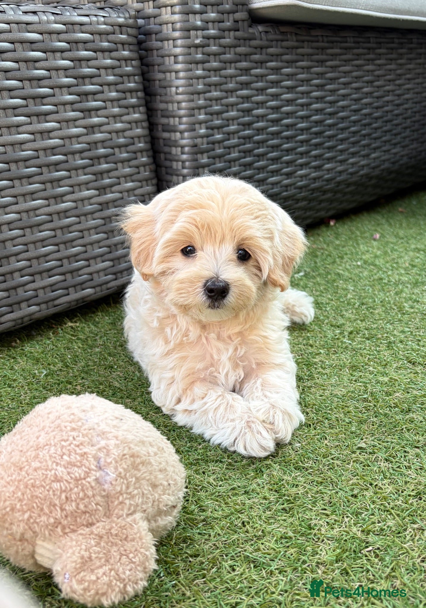 Maltipoo dogs 💙🩷 READY NOW 💙🩷 - F1 Maltipoo pups  - Advert 13