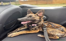 Mixed Breed dogs for sale: Shepherd Mix gorgeous girl for rehoming  - Image 10