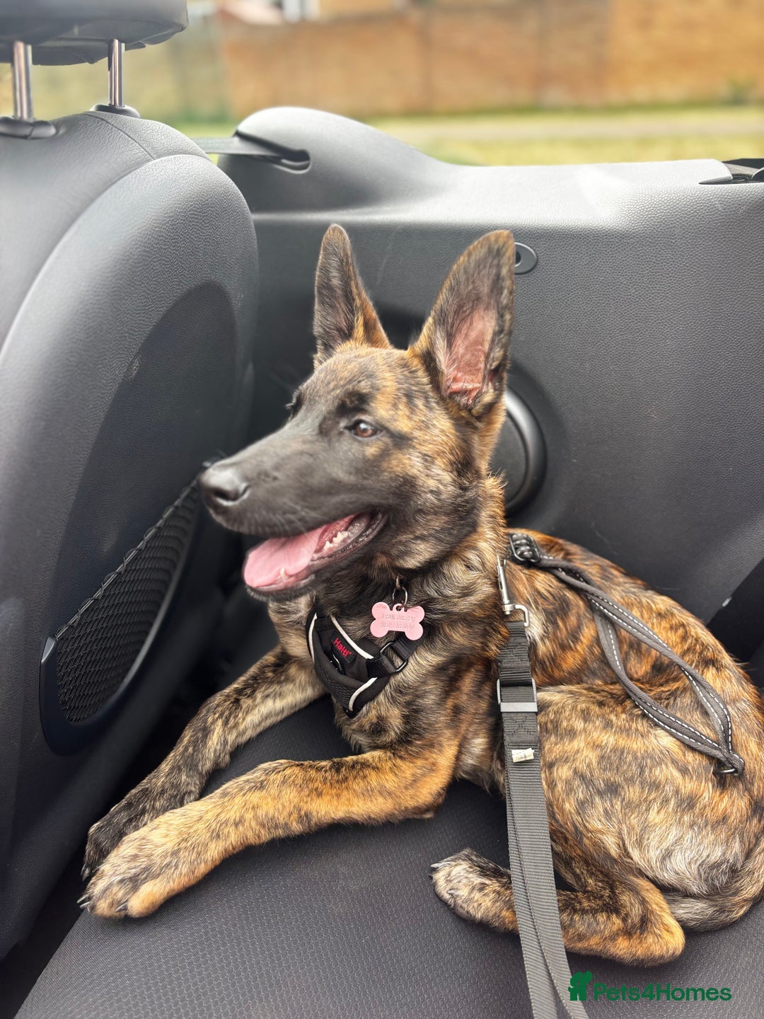 Mixed Breed dogs for sale: Shepherd Mix gorgeous girl for rehoming  - Image 10