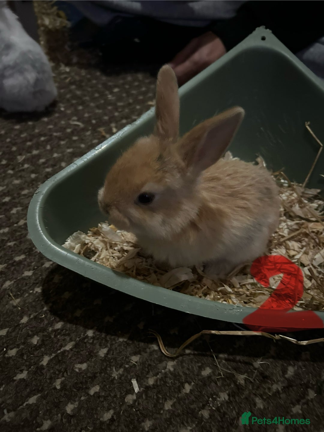 Mixed Breed rabbits for sale: Bunnies for sale  - Advert 6