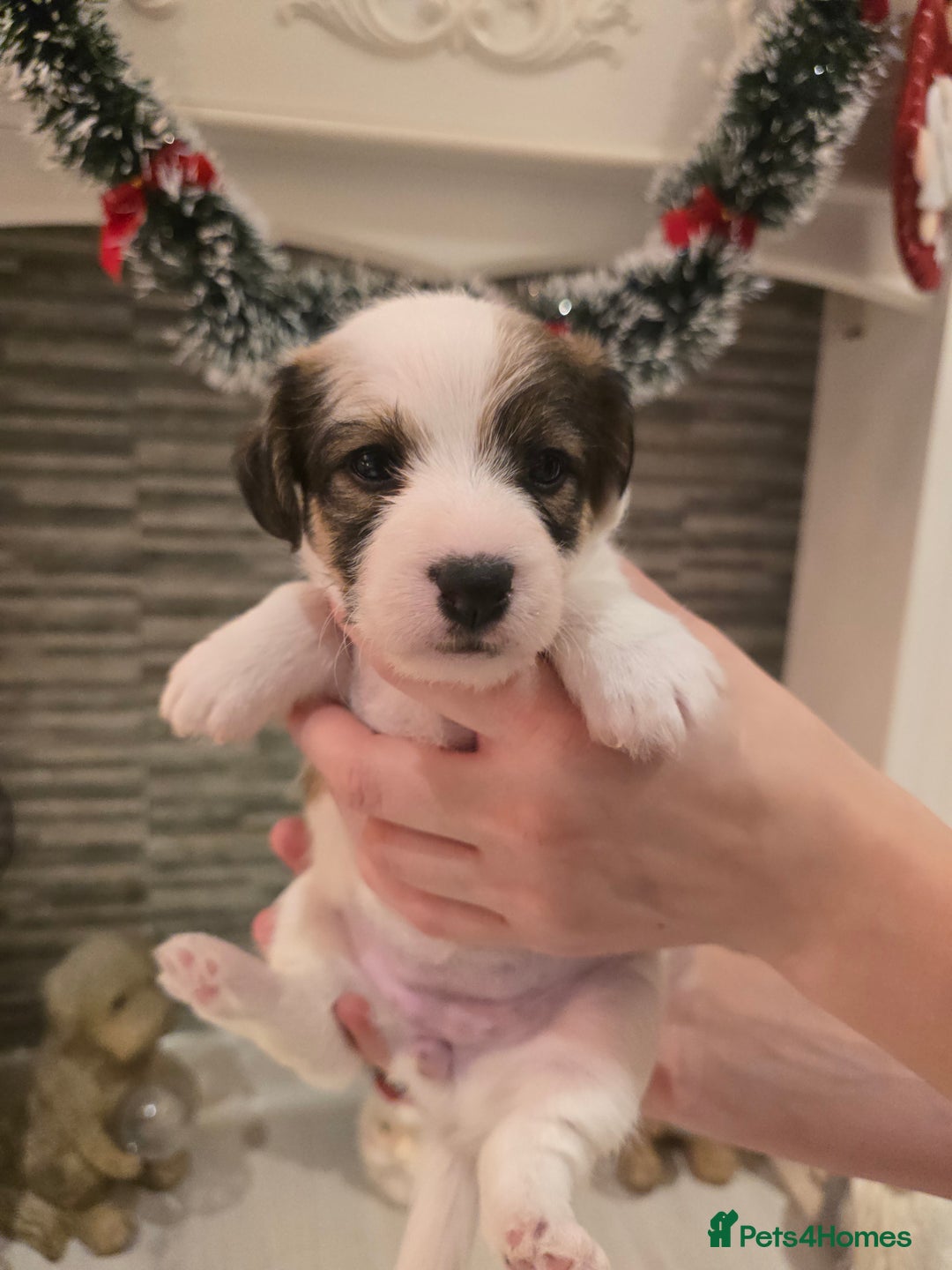 Mixed Breed dogs for sale: Five beautiful Jack Russel puppies for sale - Advert 11