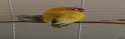 Lovebirds birds for sale: Female Lovebird Looking for Loving Home – SE26 - Advert 3