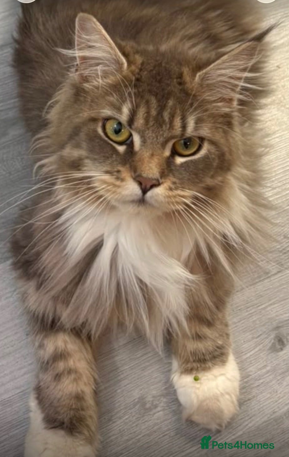 Mixed Breed cats Beautiful female MCx kitten, last of litter  - Advert 1