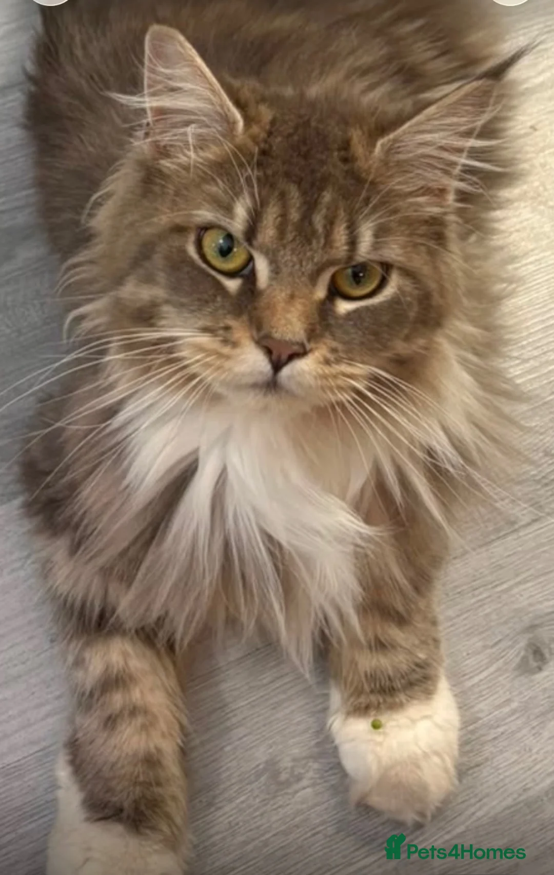 Mixed Breed cats for sale: Beautiful female MCx kitten, last of litter  in Ferndown - Advert 1
