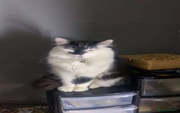 Mixed Breed cats for sale: 4 beautiful female kittens  - Advert 2