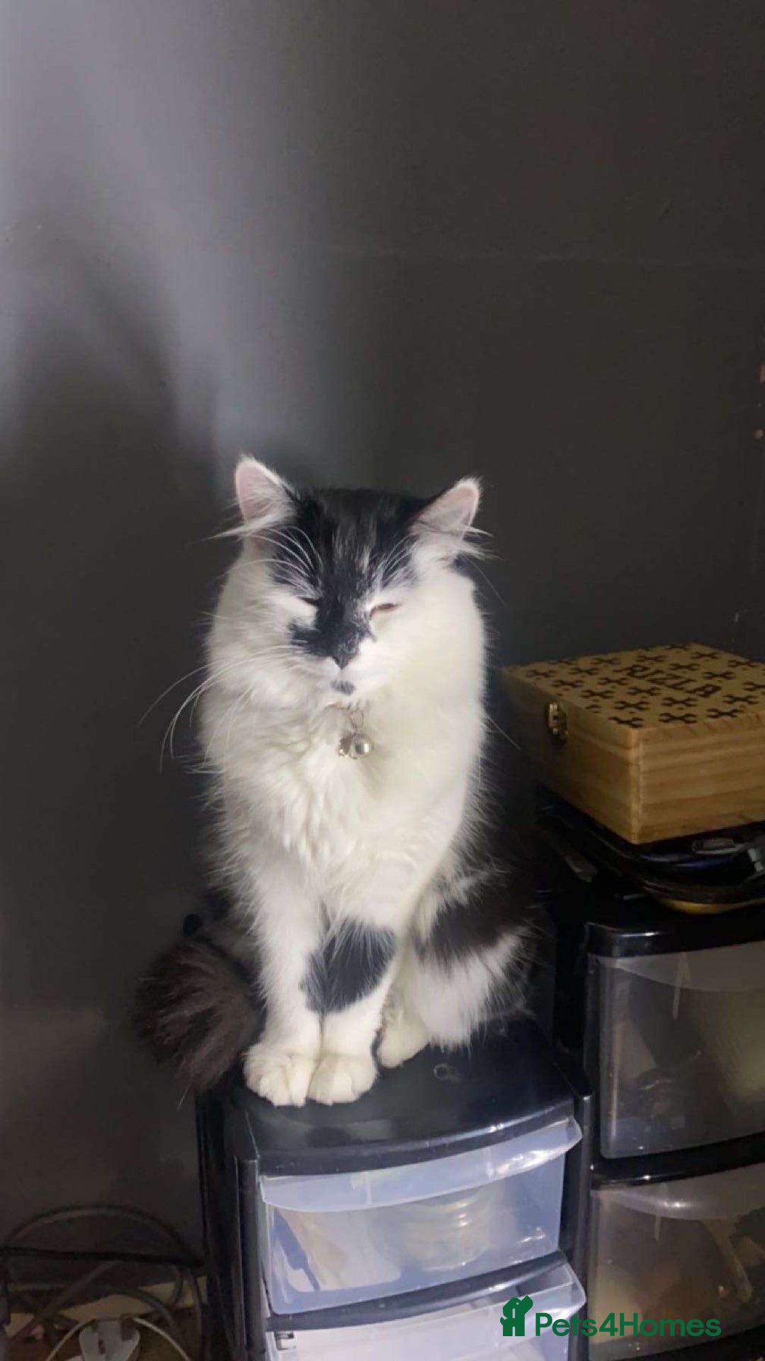 Mixed Breed cats for sale: 4 beautiful female kittens  - Advert 2