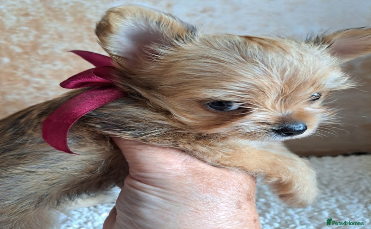 Chorkie dogs - Advert 1